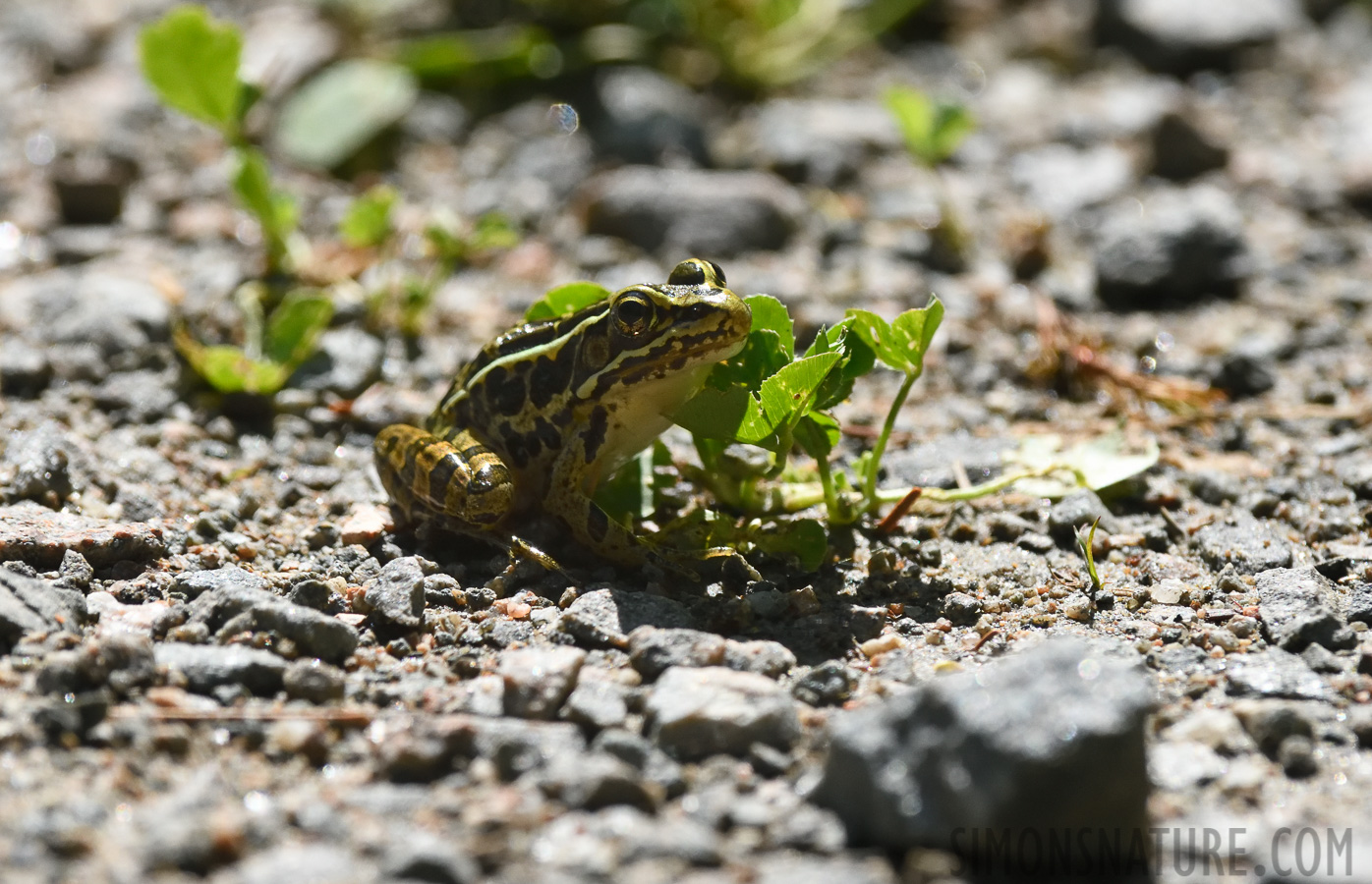 Rana pipiens [400 mm, 1/3200 sec at f / 8.0, ISO 1600]